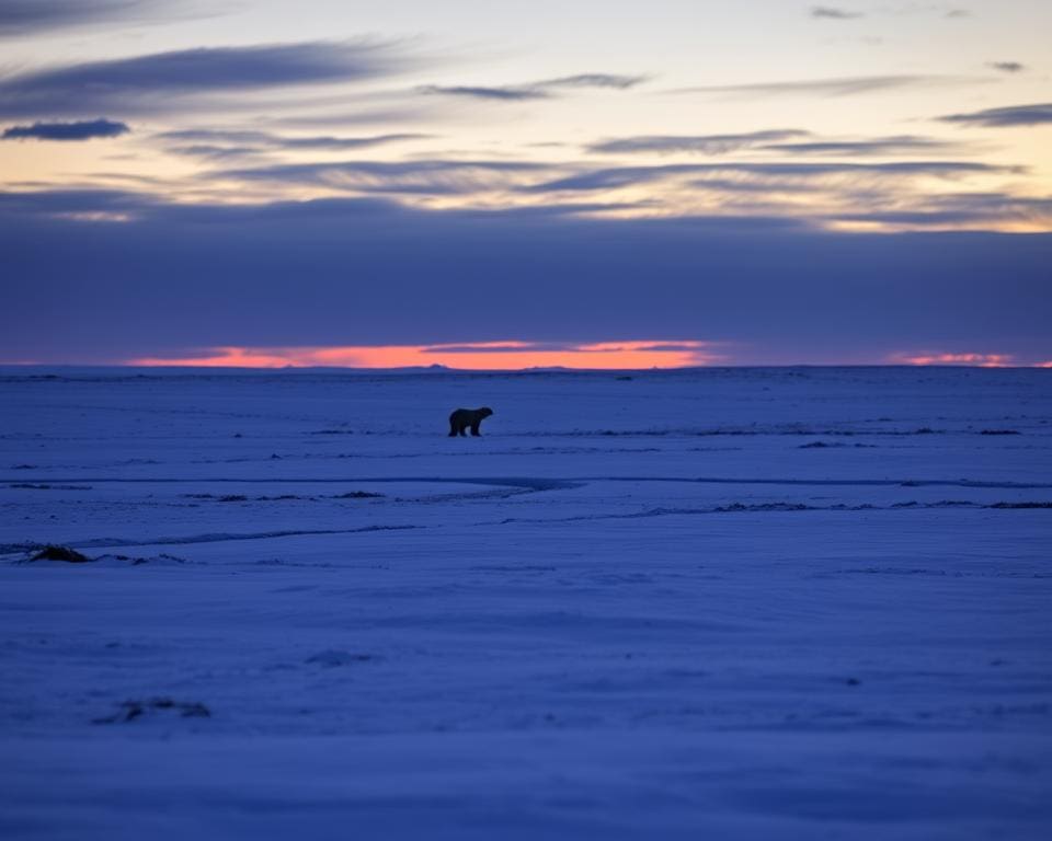 Bärenbeobachtung in Churchill