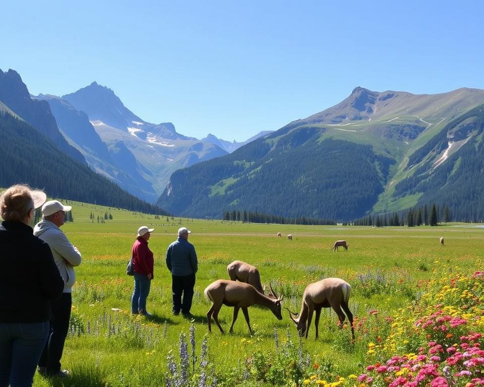 Tierbeobachtung im Kootenay-Nationalpark