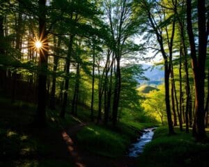 Kann Waldbaden in Nidwalden Ängste lindern?